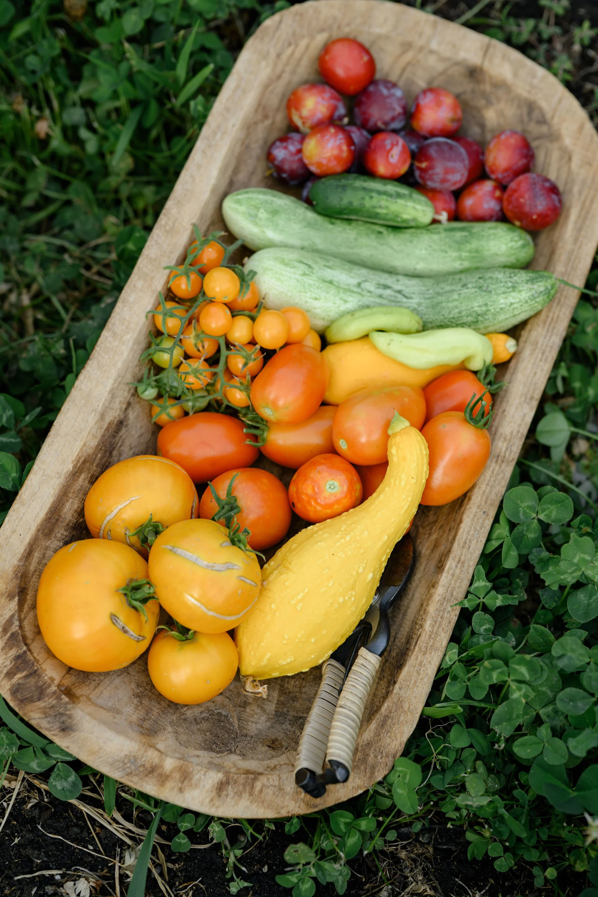 A wooden tray filled with various fresh colorful vegetables including yellow tomatoes, orange tomatoes, cherry tomatoes, cucumbers, yellow squash, zucchini, and a yellow gourd, placed on green grass.