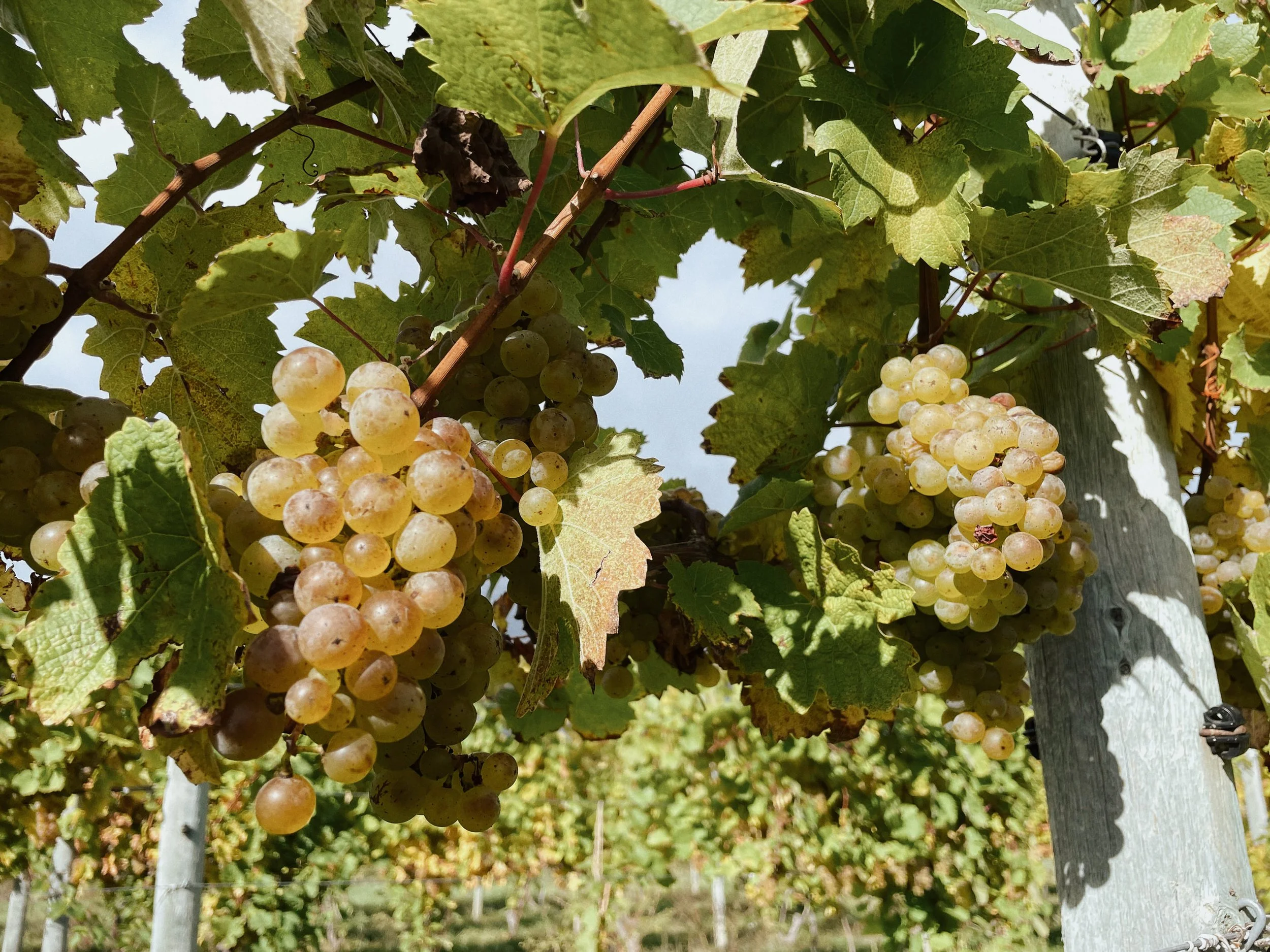 Clusters of ripe white grapes hanging from a vine in a vineyard.