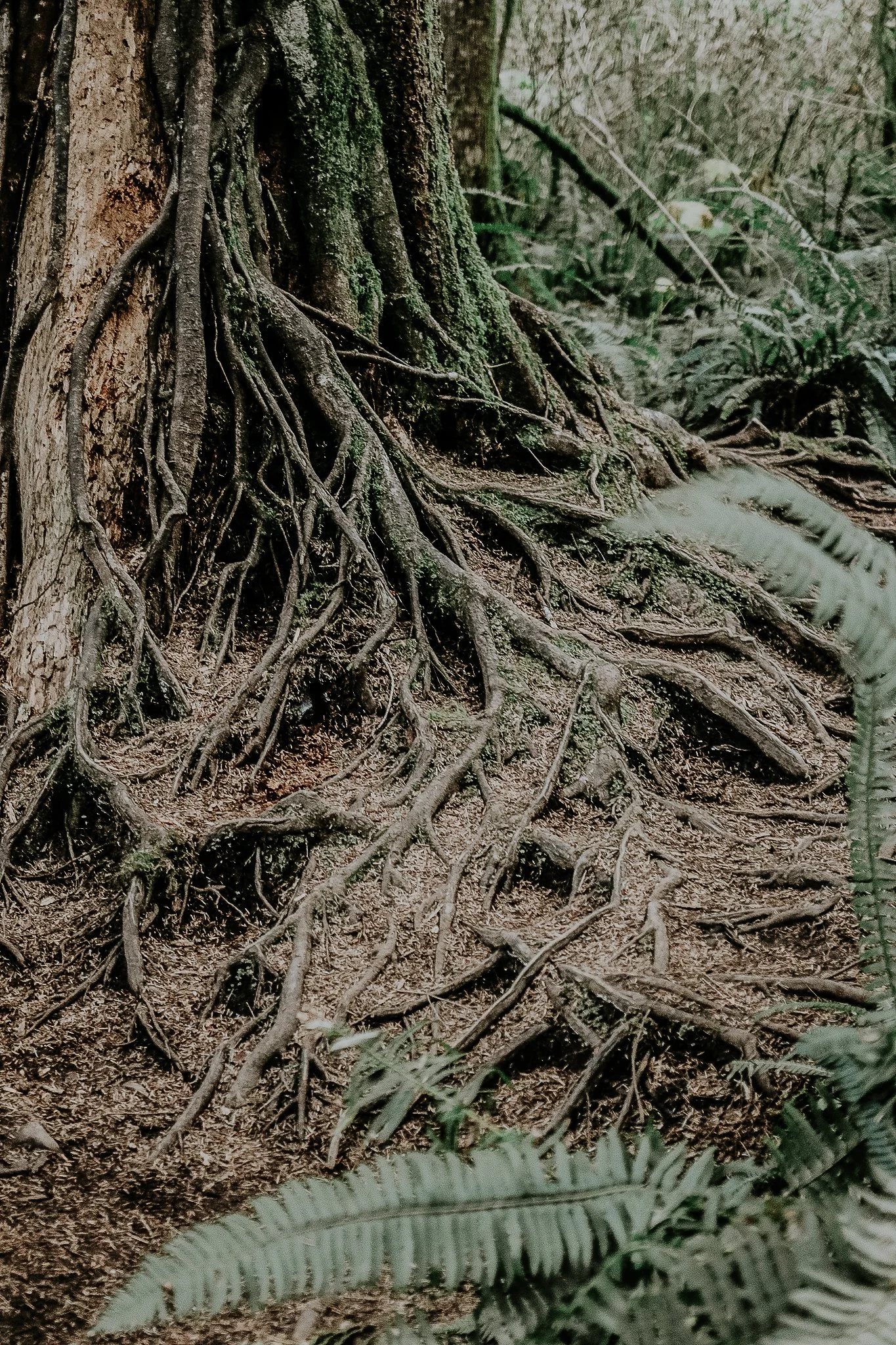 Re-membering our Roots: a Journey with Plants and Ancestry 