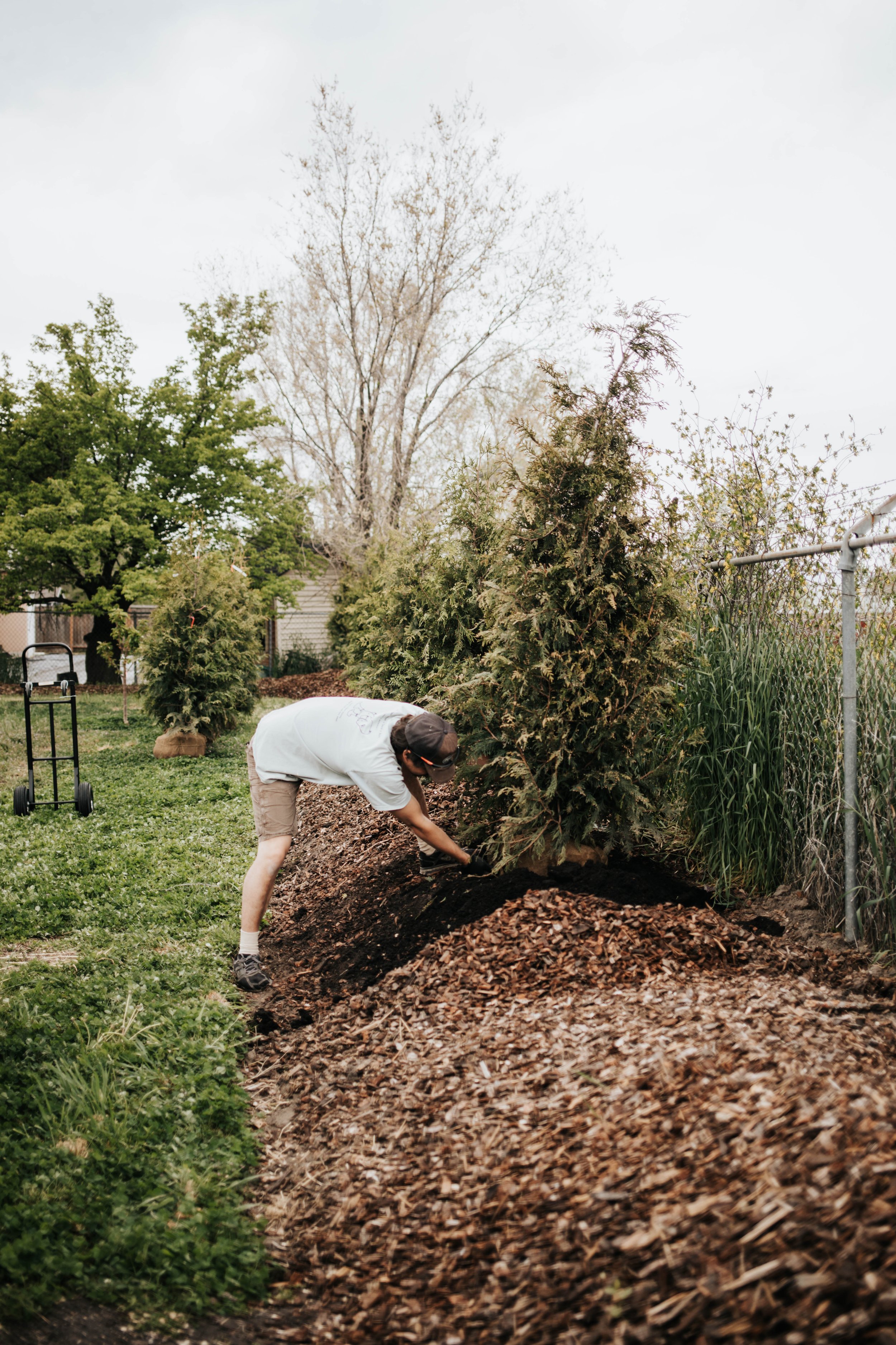 Planting our Hügelkultur Privacy Berm