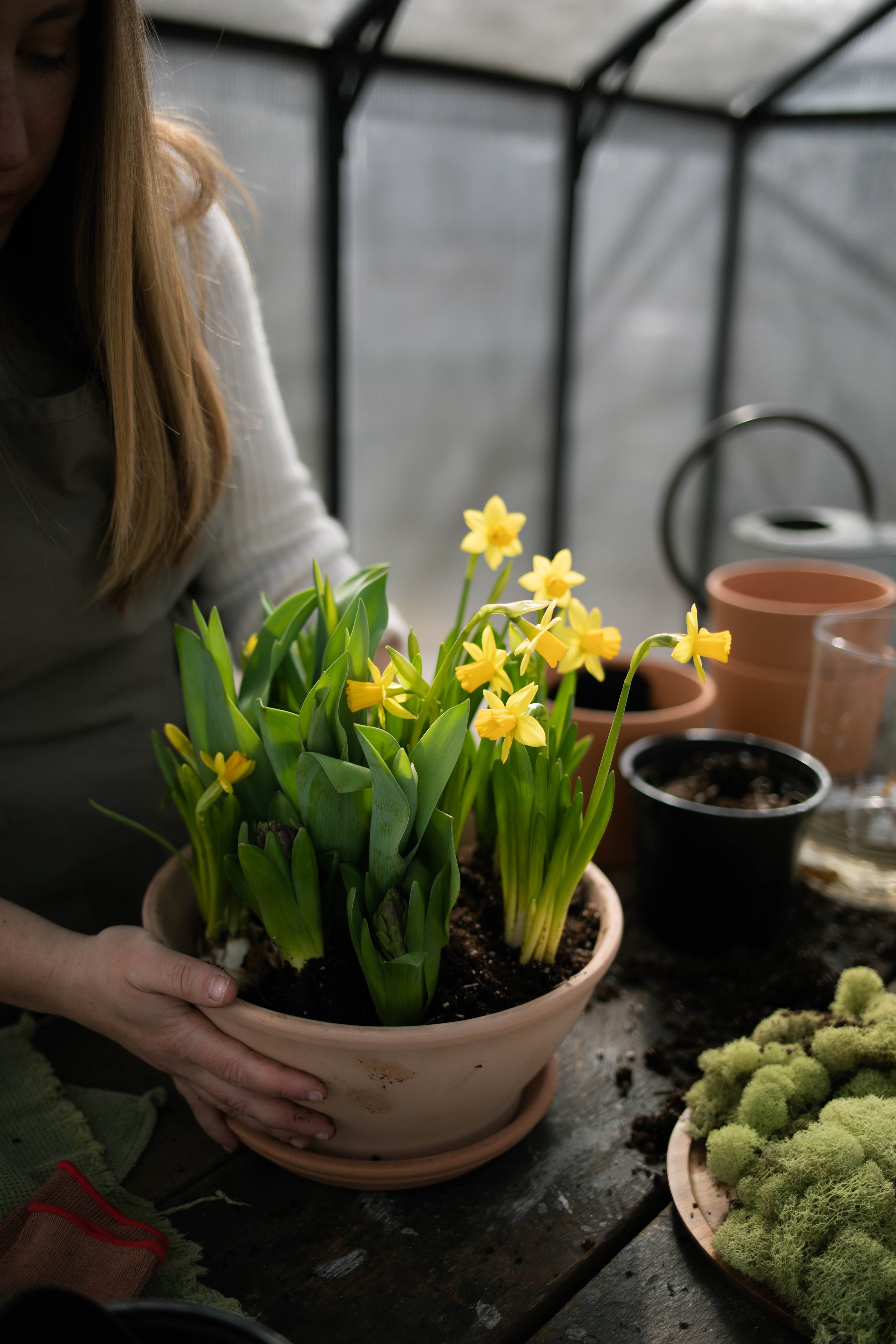 Potting up Bulbs To Welcome Spring’s Return